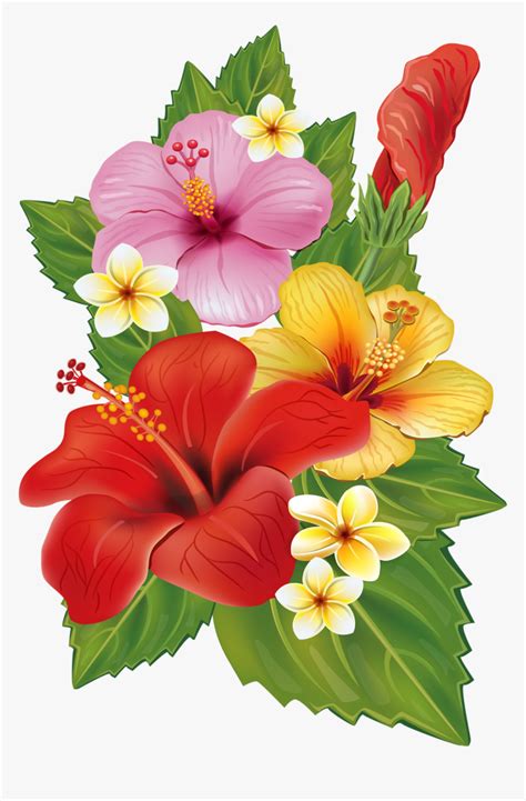 Hawaii Clipart Plumeria Hawaiian Tropical Flowers Transparent