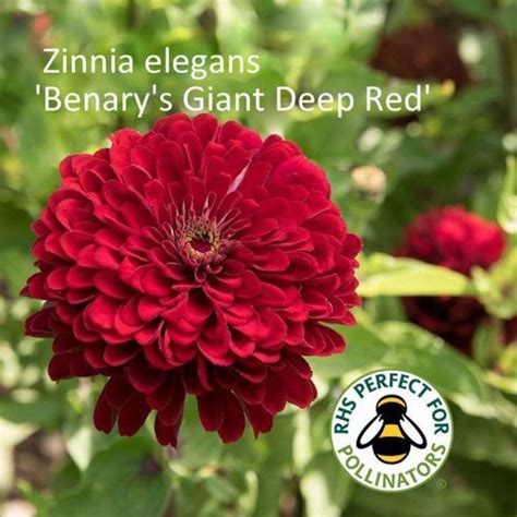 Zinnia Benarys Giant Deep Red Shop Country Garden Uk