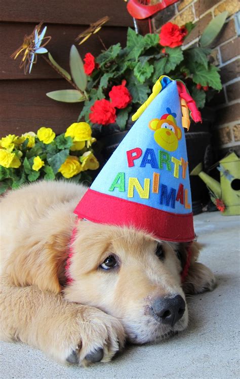 Happy Birthday Finn Golden Goldenretriever Dog Happy