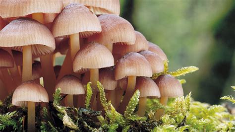 Os Organismos Conhecidos Atualmente Como Fungos Já Foram Considerados Plantas
