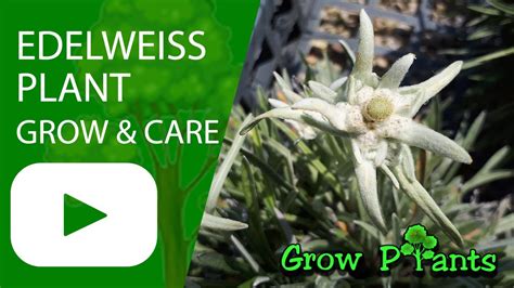 edelweiss flower seeds best flower site