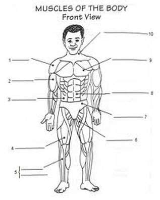 This figure shows the front view of a person's neck with the major muscle groups labeled. Worksheet | Muscular system for kids, Muscular system ...