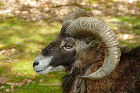 Goat Ram Horns Free Photo On Pixabay