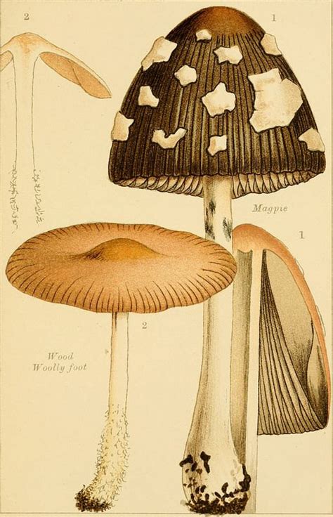 Image From Page 136 Of Edible And Poisonous Mushrooms What To Eat And