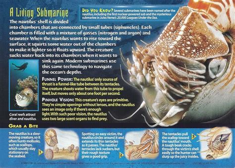 Chambered Nautilus Weird N Wild Creatures Wiki Fandom Chambered