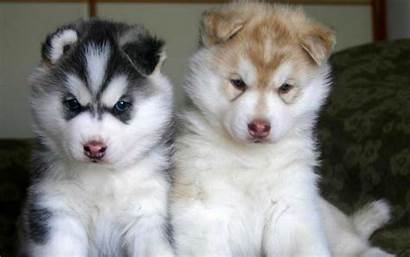 Husky Siberian Pups Wolves Fanpop