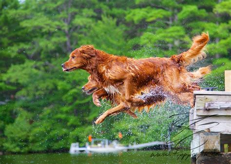 Photos Of Our Goldens Jumping Off A Dock On A Lake In New Hampshire