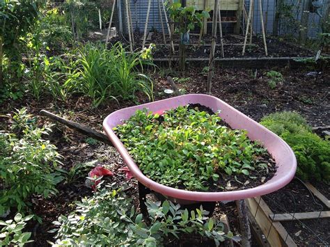 Growing Salad Greens In Old Wheelbarrow Wheelbarrow Green Salad Salad