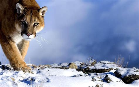 Snow Pumas Animals Wallpapers Hd Desktop And Mobile Backgrounds