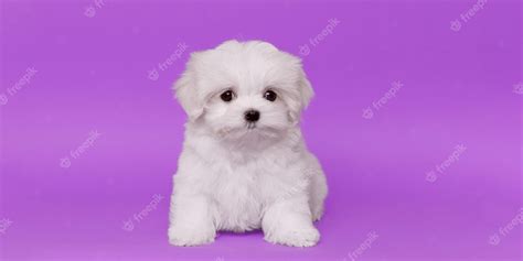 Premium Photo Portrait Of A Cute Maltese Breed Puppy A Small Dog On A
