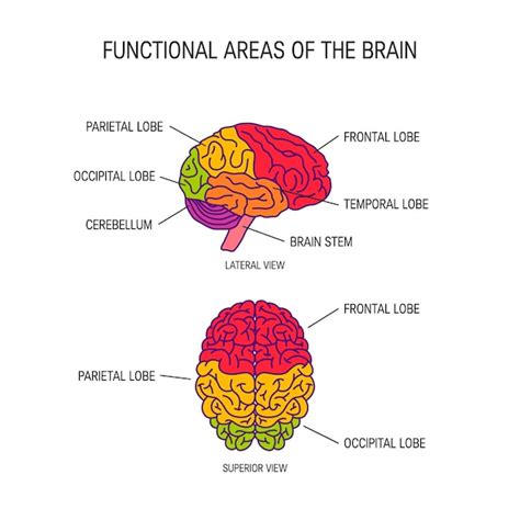 Premium Vector Functional Areas Of The Brain