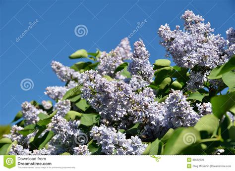 Flowering Lilac And The Blue Sky Stock Photo Image Of Blooming