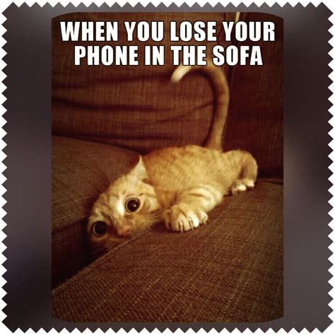 When You Lose Your Sofa Cute Cat Memes Funny Cat Memes Funniest Cat Memes
