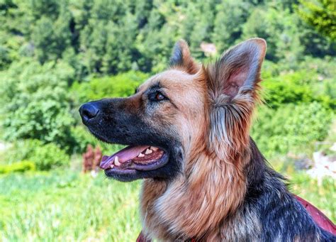 How Many Types Of German Shepherds Are There Shepherd