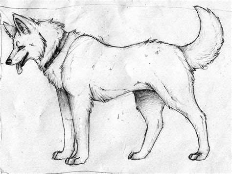 A japanese breed, these dogs made it to the us only with perfect posture and beautiful coloring, they are definitely a head turner. Free Pictures of Wolf Coloring Pages - http://www ...