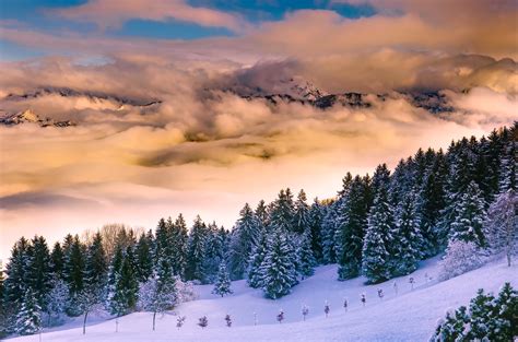 Free Images Landscape Tree Nature Forest Wilderness Snow Winter Cloud Sky Fog