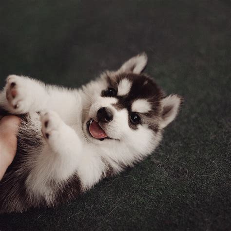 Fluffy cute husky puppy wallpaper. All The Husky Puppy Photos You'll Ever Need Is On This One ...