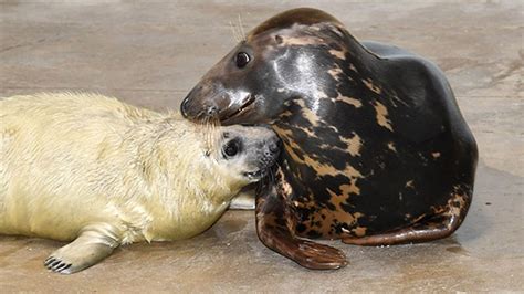 Photos Gray Seal Pup Born At Brookfield Zoo Abc7 Chicago