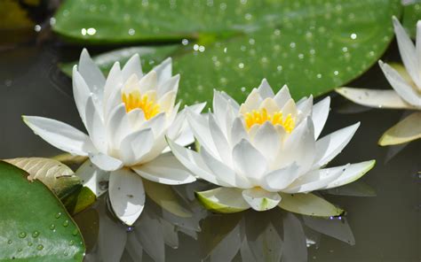 Desktop Wallpaper White Flowers Bloom Lotus 4k Hd Image Picture