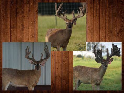 M3 Whitetails Where Theres Something For Everyone Deer Breeder In