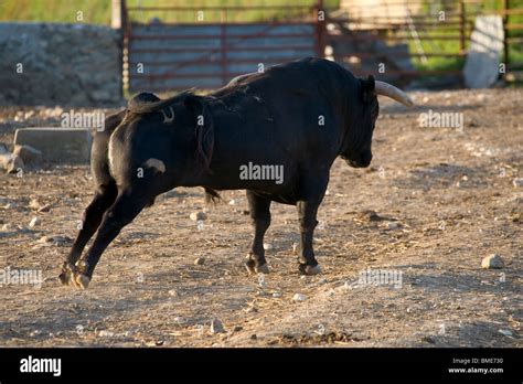 Large 4 Year Old Spanish Fighting Bull Stretching Hind Quarters On