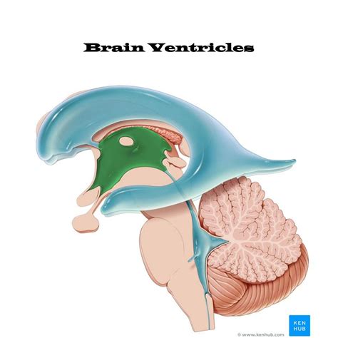 Anatomy Brain Ventriclesdoc Docdroid