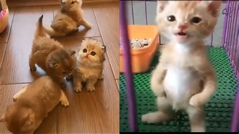 Cute Kittens Doing Funny Things Compilation Funny Cat Videos Youtube Cats Cute Youtube