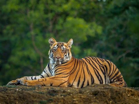 5 Best Wildlife Safari Modes In The Indian Jungle Tiger Safari India