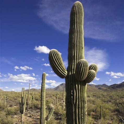 Carnegiea Gigantea Saguaro Cactus 10 Seeds Onszaden