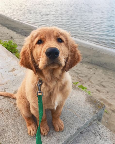 A Brown Dog Sitting On Top Of Cement Steps Next To The Water With A