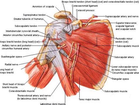 List of joints in the human body. Posterior view of the shoulder | Shoulder muscle anatomy ...