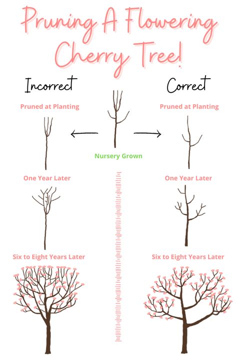 When To Trim Cherry Blossom Tree A Guide For Proper Pruning Fruit Faves