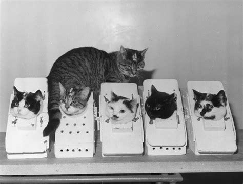 Cats In Space The Story Of Felicette The Worlds First Astrocat