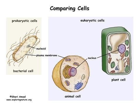 Prokaryotic Vs Eukaryotic Cells