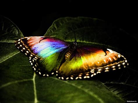 Amazing Rainbow Butterfly Computer Screen Saver Pc Desktop Wallpaper
