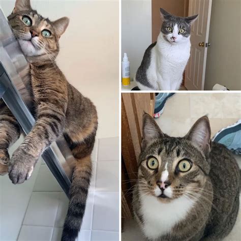 Three Pictures Of A Cat Looking Up At The Camera