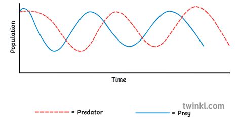 Predator Prey Relationship Graph Science Ks3 Twinkl