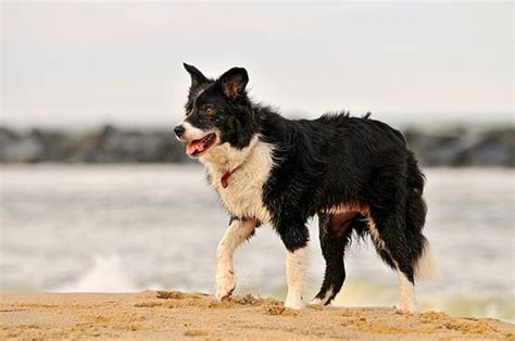 Top 10 Small Dog Breeds Petmd Petmd