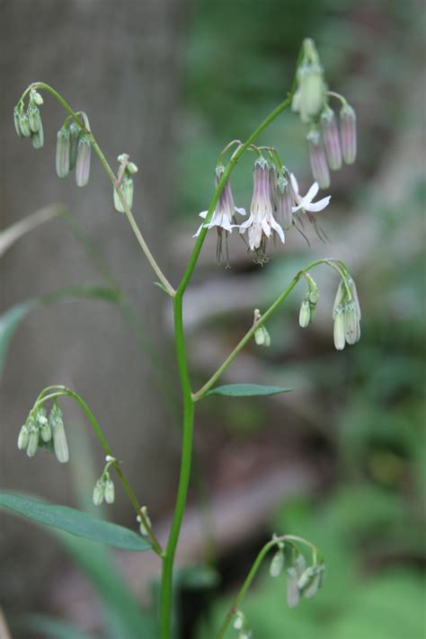 Isabella Conservation District Environmental Education Program Native