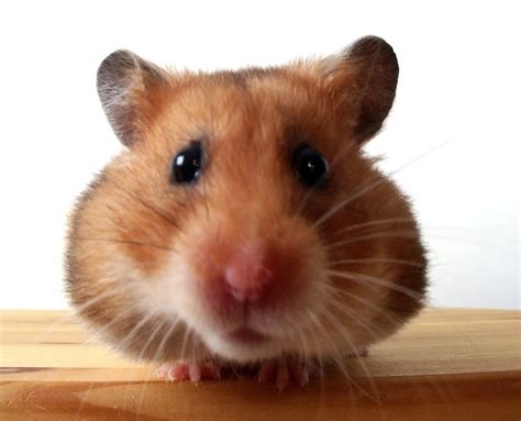 Hamster Care The Truth About Hamster Cages