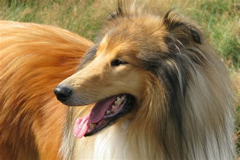 Lassie Ist Zurück Im Kino Warum Nicht Jeder Einen Collie Halten Sollte