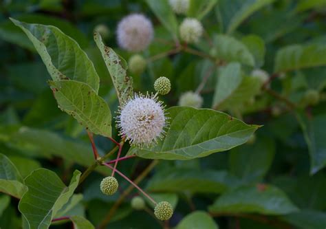 Maryland Biodiversity Project Common Buttonbush Cephalanthus