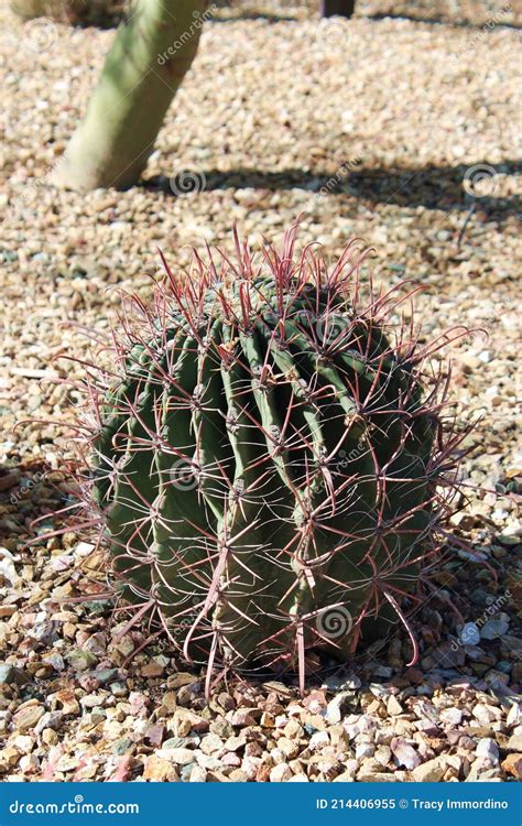 Close Up Of A Ferocactus Wislizeni Fishhook Barrel Cactus In The