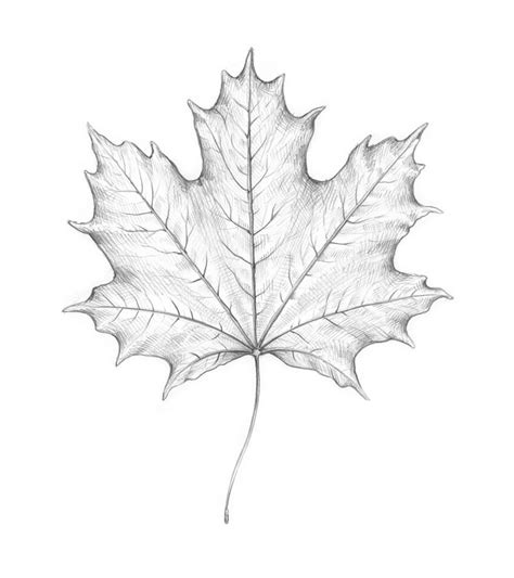 Realistic Leaf Texture Drawing Is A Website That Offers