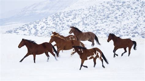 Wild Horses In The Snow 1920 X 1200 Rwallpaper