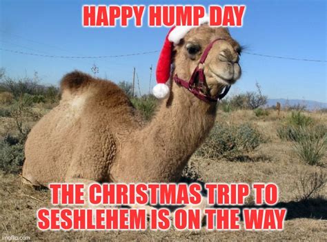 Hump Day Camel Pictures Christmas