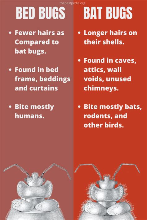 Bat Bugs Vs Bed Bugs Which One Is Worst