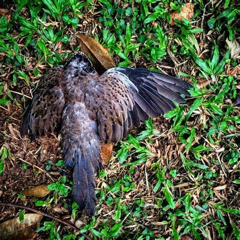 A Dead Bird I Nearly Stepped On In A Field In Singapore Her Wing