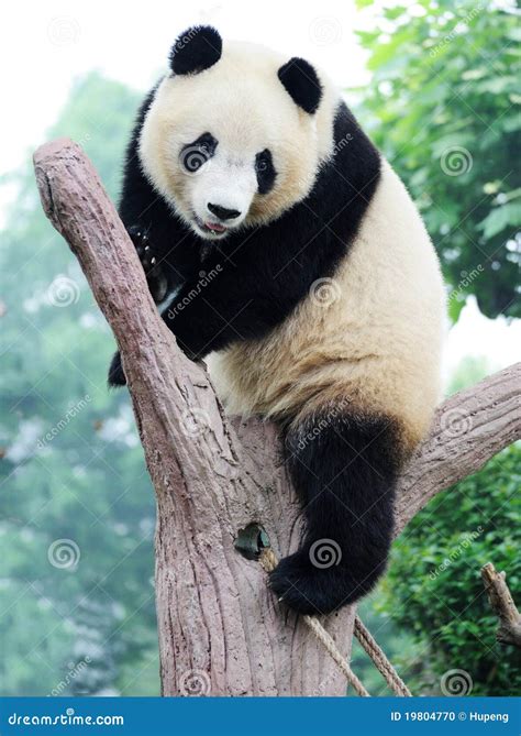 Panda On The Tree Stock Photo Image Of Pandas Animal 19804770