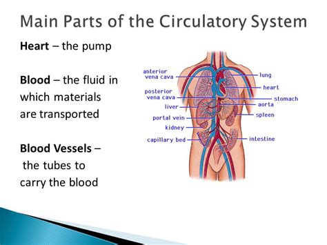 Circulatory System Science Is Life